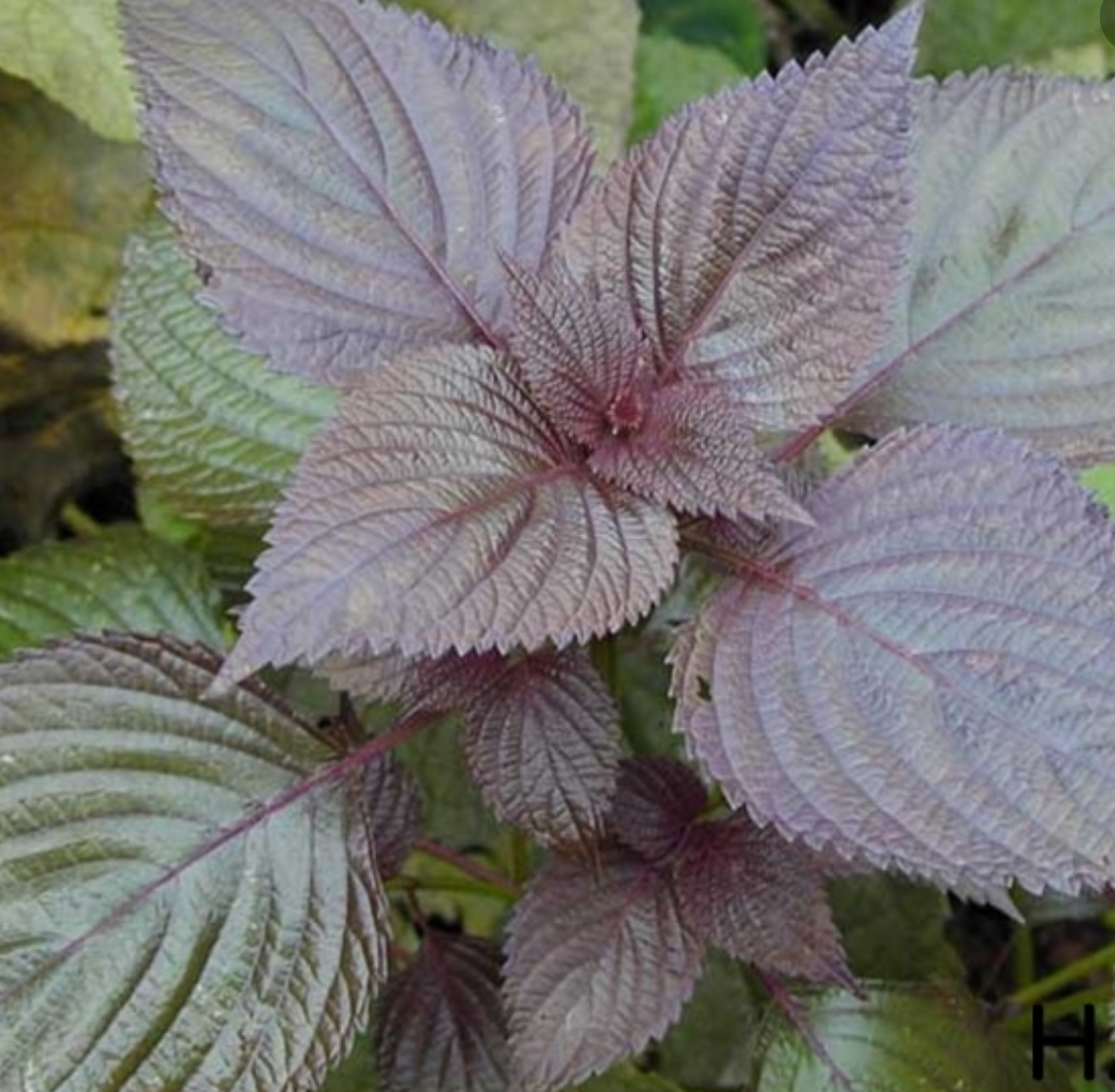 [HCM]Hạt giống Rau Tía Tô Phú Nông, Mai Vàng - gói 1gr