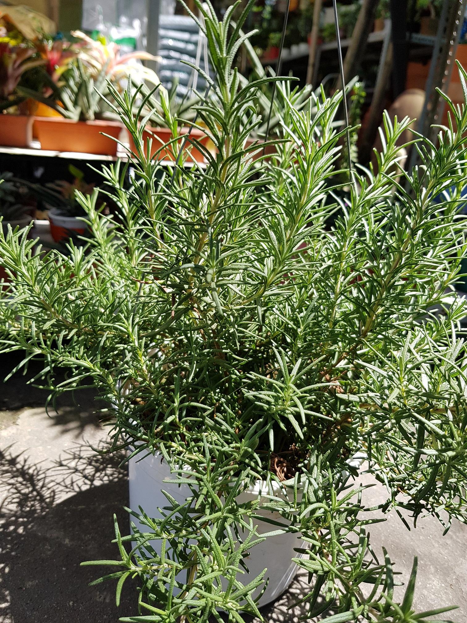 Cây Hương Thảo Chậu Treo - Chậu Cây Cảnh