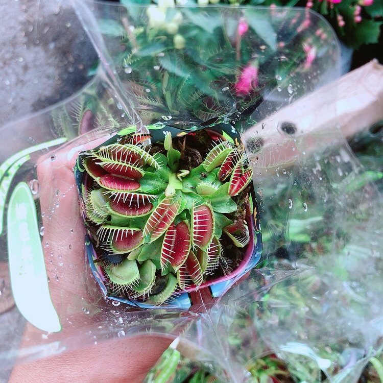 Cây Bẫy Kẹp Bắt Mồi