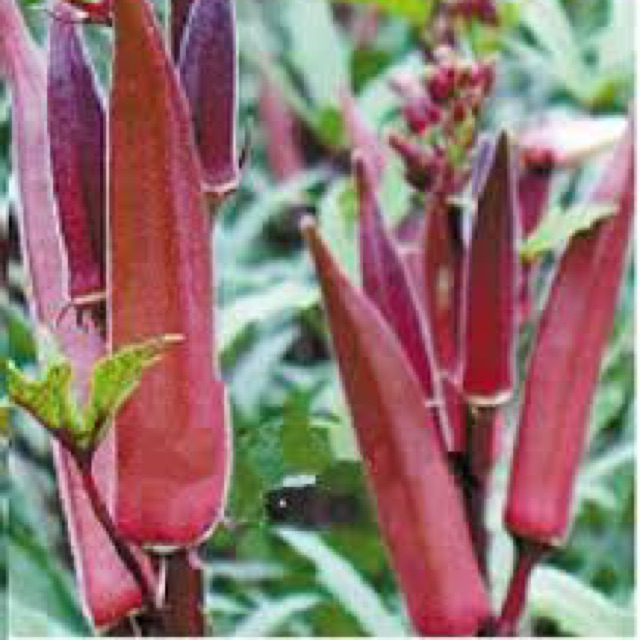 HẠT GIỐNG ĐẬU BẮP ĐỎ F1