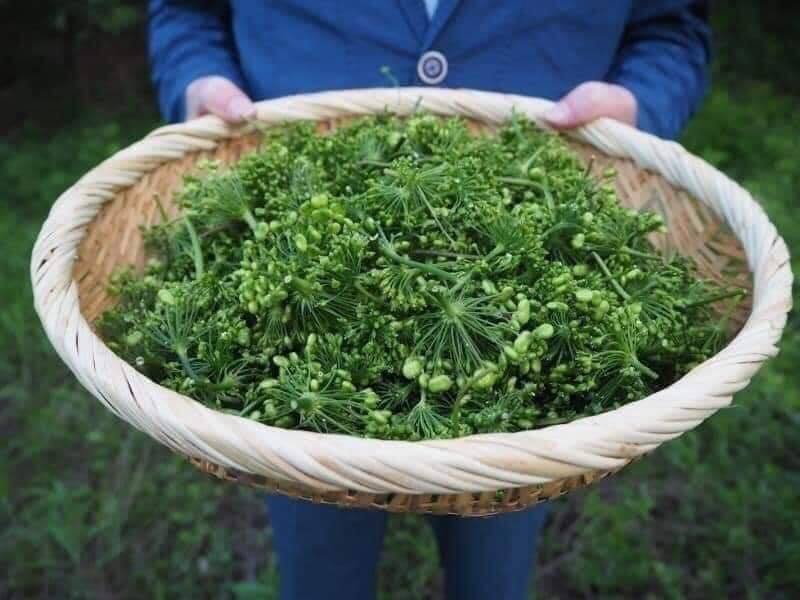 Trà hoa sâm hàn quốc bịch 500 gr