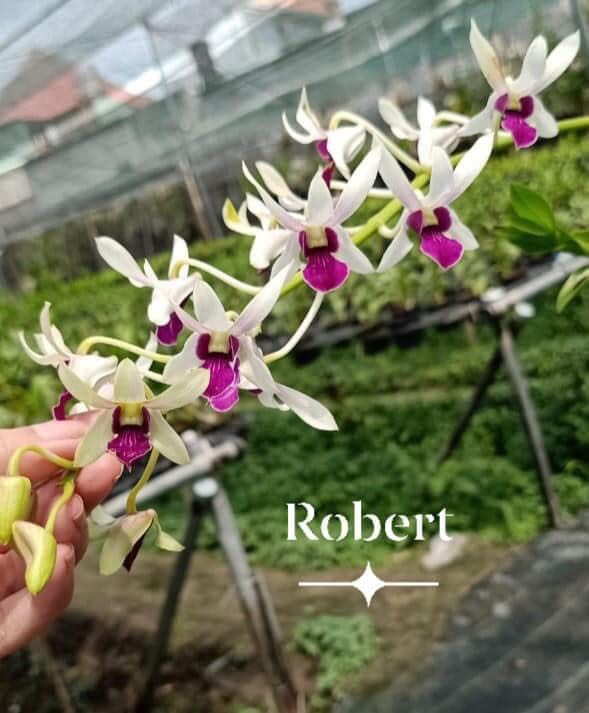 Hoa lan denro nắng thơm robert