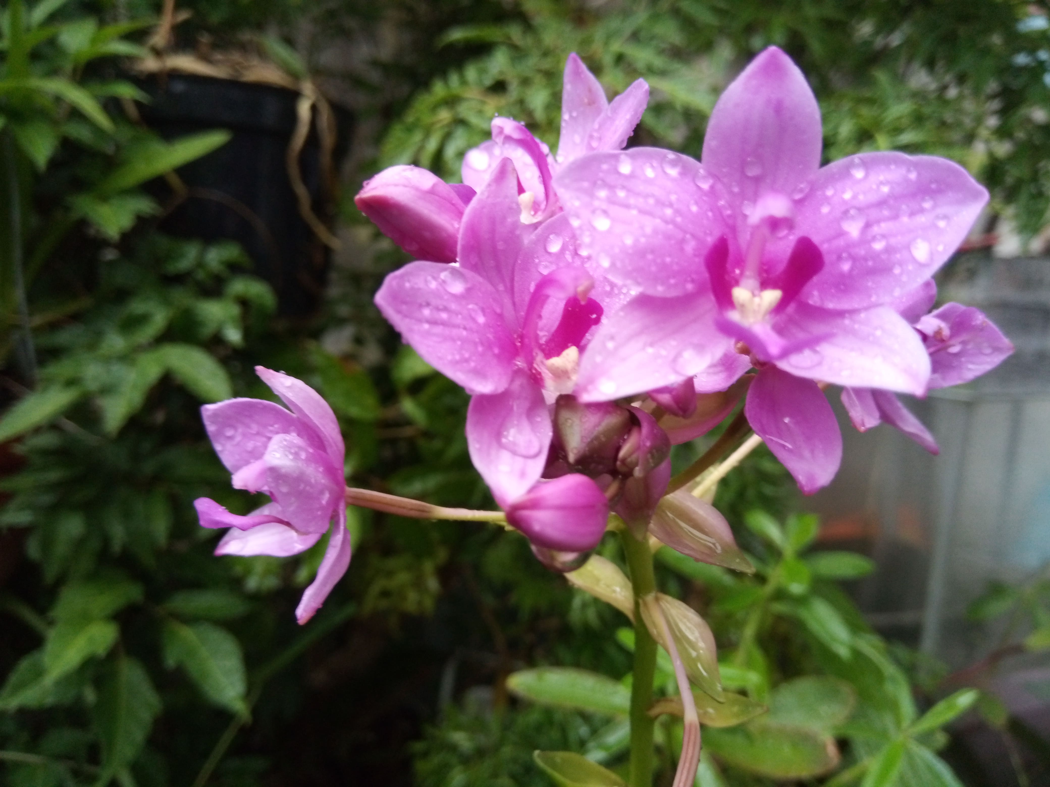 Hoa địa lan chu đình