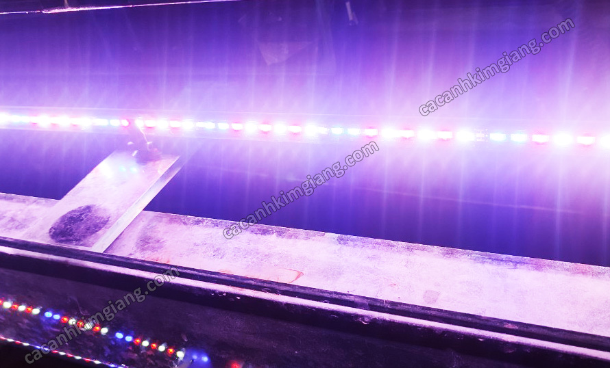 Đèn led chìm fort di 120cm 100cm 80cm3 chế độ màu
