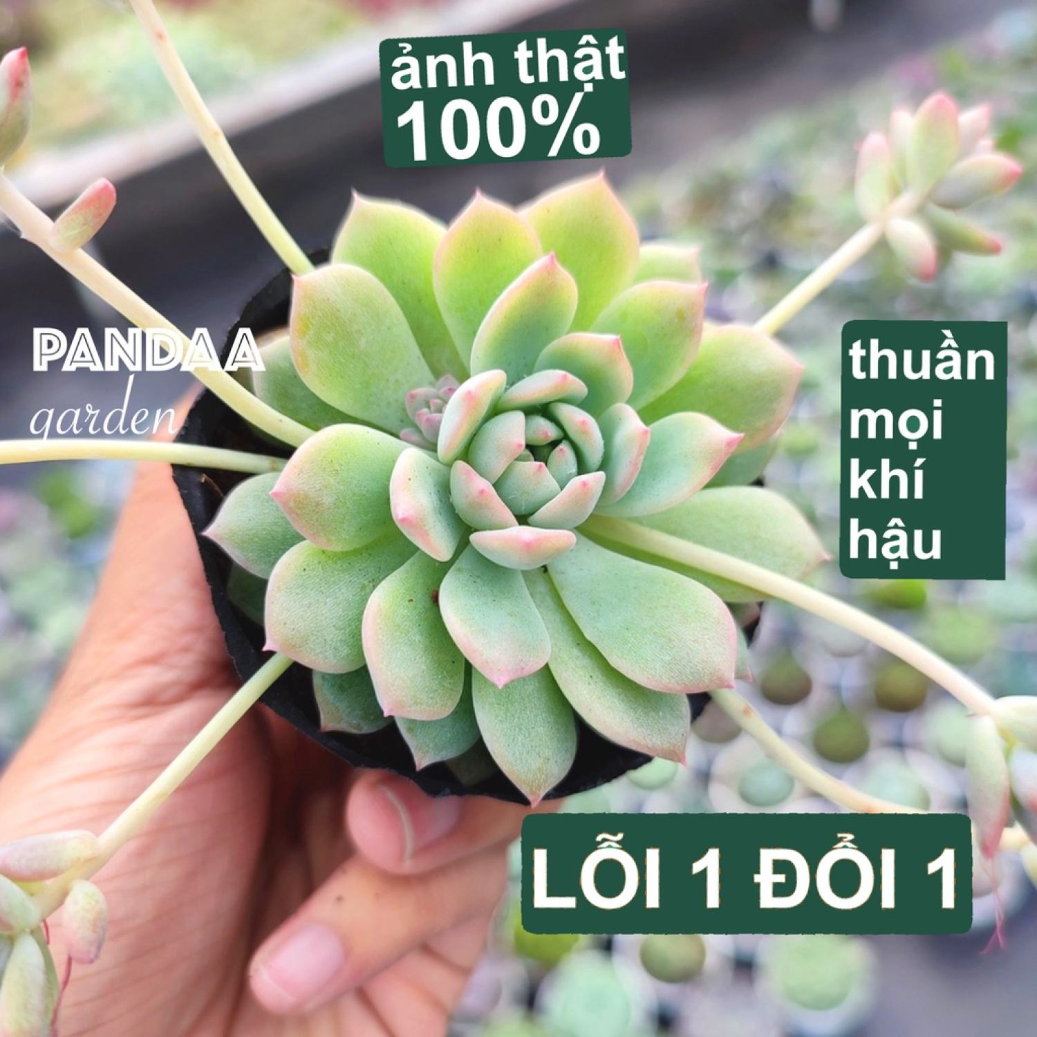 Sen đá dù hồng size bé 5-8cm siêu cute dễ trồng, sen đá pandaa garden xuất xứ đà lạt, thuần mọi khí hậu, lỗi 1 đổi 1