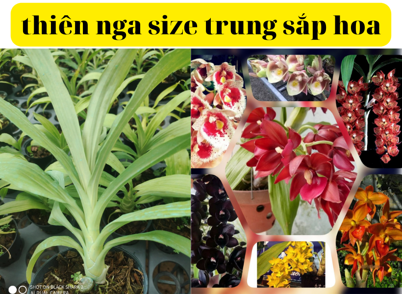 Hoa lan thiên nga cây trưởng thành sắp hoa có 6 màu
