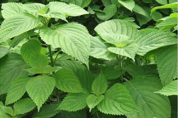 Hạt giống SHISO 0.5GR, chịu nhiệt, dễ trồng, sinh trưởng tốt, Green seed