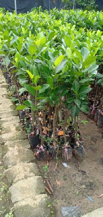 Mít tố nữ + tặng 2 cây chè xanh
