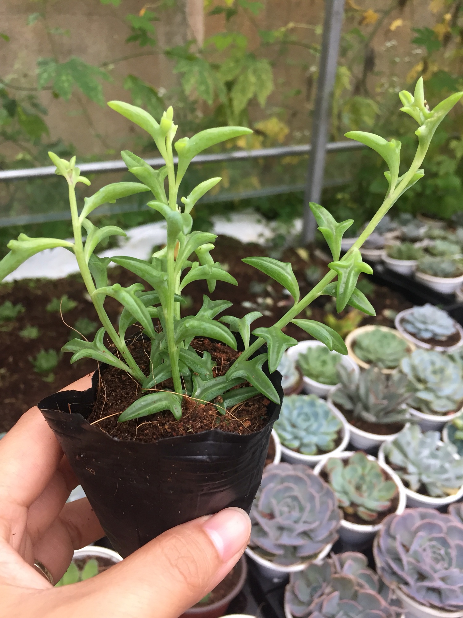 Sen Đá Cá Heo size bầu