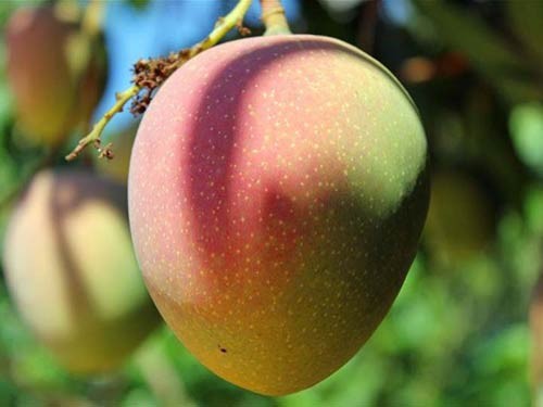 cây giống XOÀI ÚC - Giống chuẩn F1 - Siêu sai quả ngon, ngọt