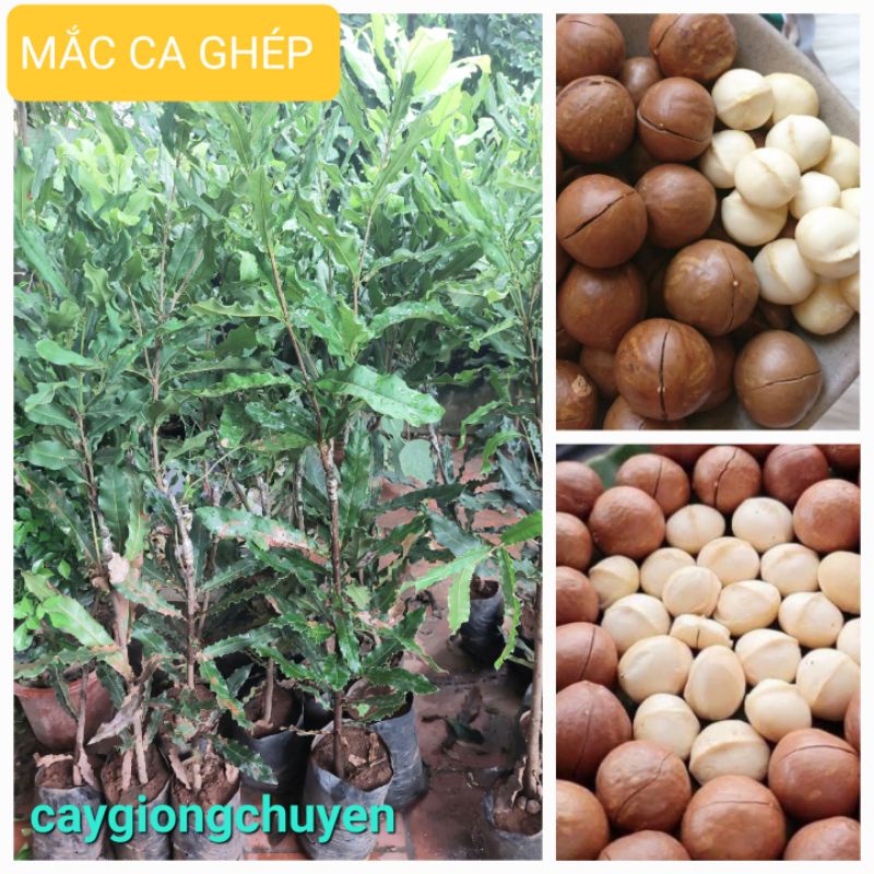 Cây giống mắc ca ghép cao 1 mét