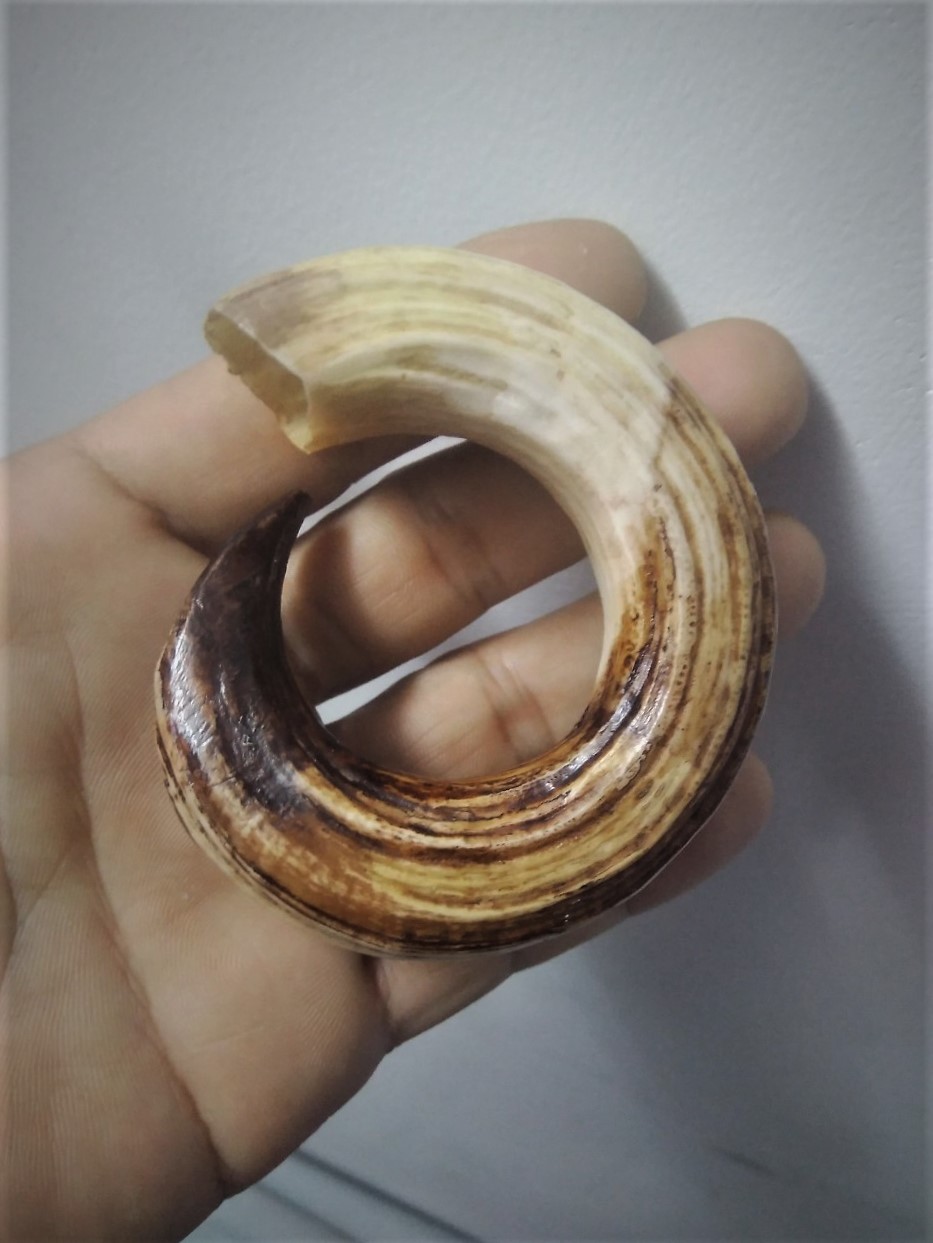 [HCM]Nanh Heo Nhân Tạo Hàm Trên Loại To size 2.6cmx7cm Giả Cổ Độc Lạ Đẹp