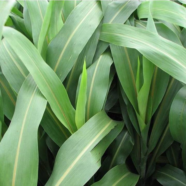 Cỏ chăn nuôi SUDAN SUPER BMR gói 100gr