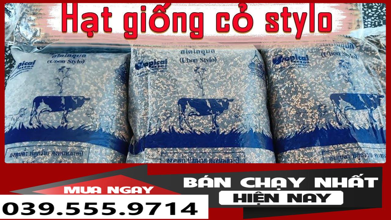 Hạt giống cỏ chăn nuôi stylo 1kg - hạt cỏ chăn nuôi -cỏ họ đậu - hạt giống cỏ chăn nuôi gia súc, gia cầm siêu dinh dưỡng