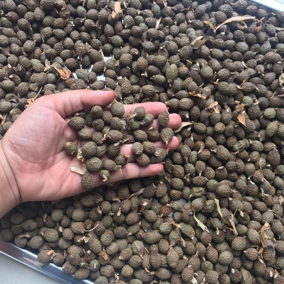 Hạt đười ươi rừng 500g