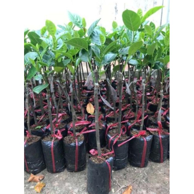 Mít không hạt cam kết chất lượng
