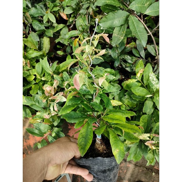 Cây mai trắng thái