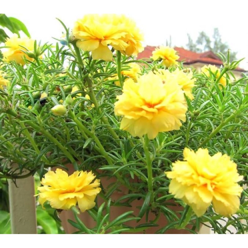 20 cành hoa mười giờ cánh kép tuyệt đẹp .