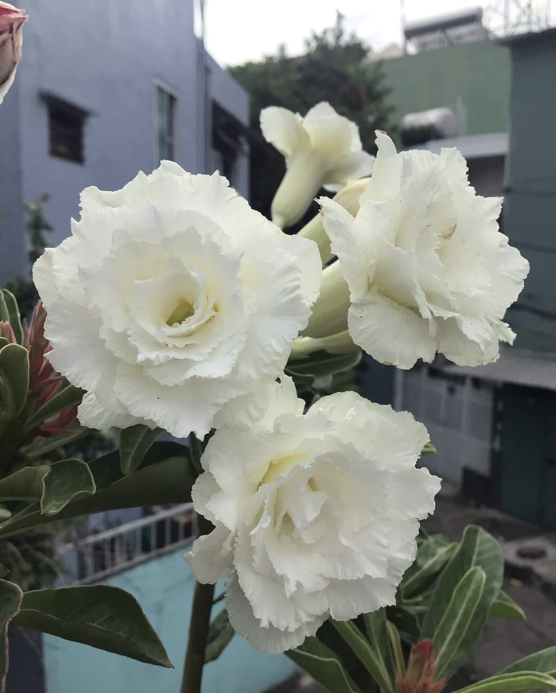 Cây hoa sứ thái màu trắng hoa kép nhiều nhánh, tàn đẹp