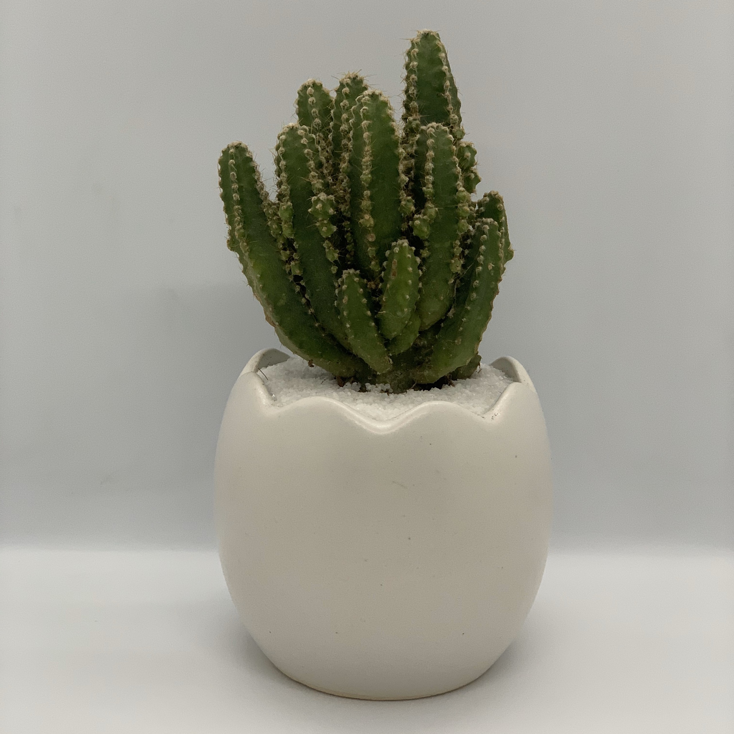 Chậu trồng cây & xương rồng thanh sơn - 7x7x15 cm - dáng trứng - mầu trắng - chậu gốm mini, chậu sứ trồng cây sen đá, chậu gốm sứ bát tràng