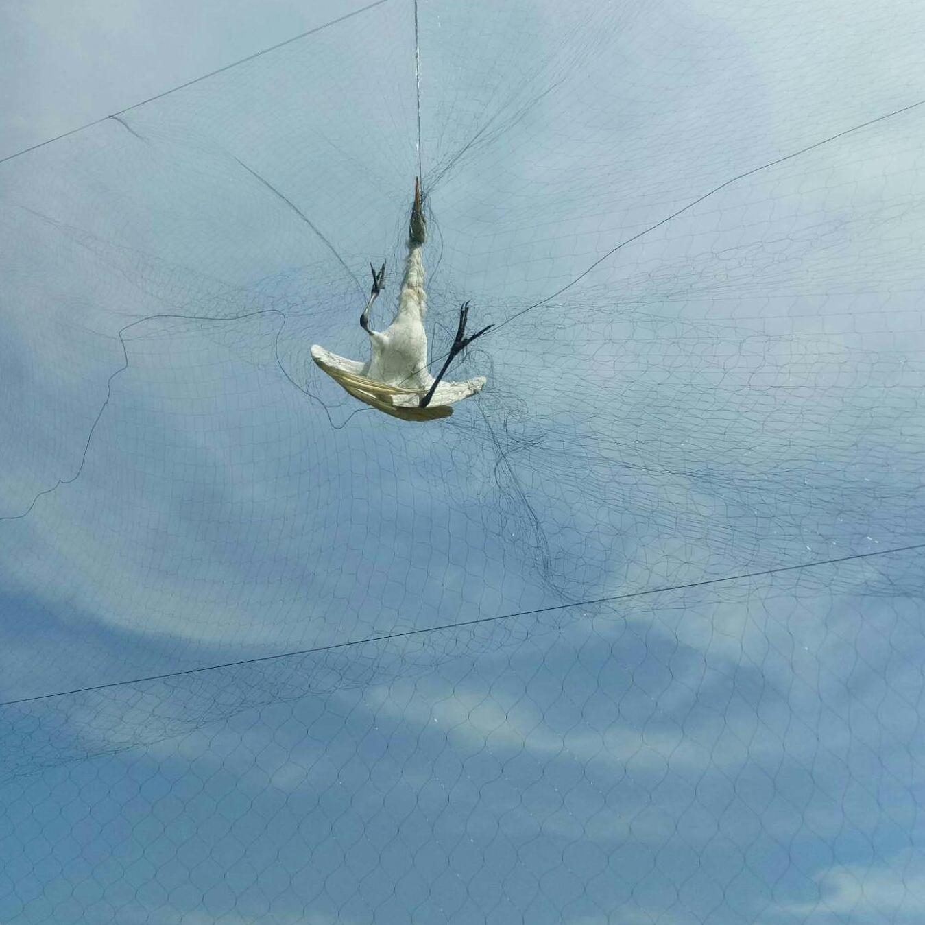 60m lưới bẫy chim cu gáy,cò,vẹt,sáo,rẽ giun dài 60m,cao 6m/5 viền 4 túi cực hiệu quả