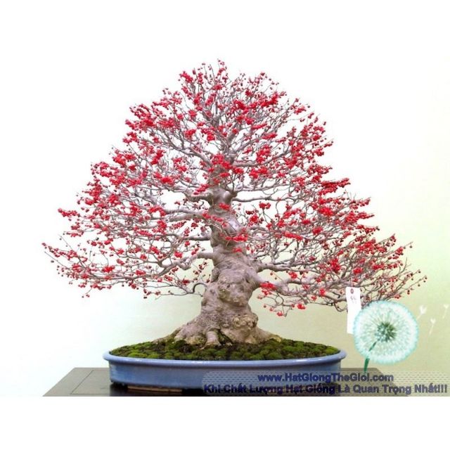 Hg25 5H Hạt Giống Hoa Đông Đào Đỏ - Chưng Tết Đến Mùa Trồng Tết