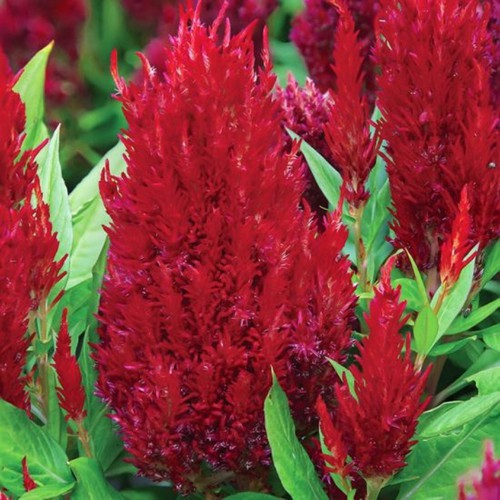 Hạt giống hoa màu gà đuôi phụng đỏ đuôi phụng vàng ( vài trăm hạt ) giá rẻ