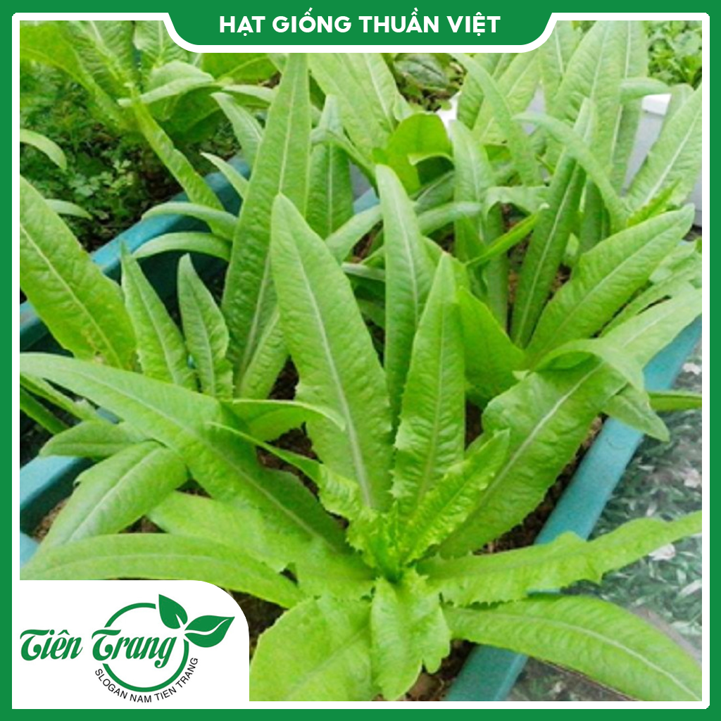 Hạt giống Xà Lách Nhọn