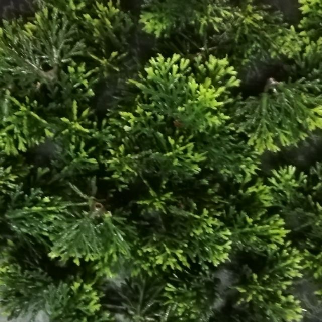Lá nhựa ghép cây bonsai