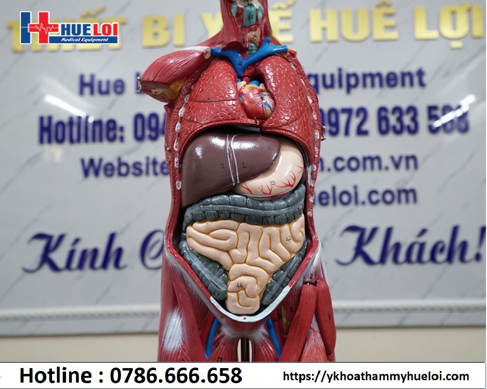 Mô hình giải phẫu cơ và nội tạng 78cm