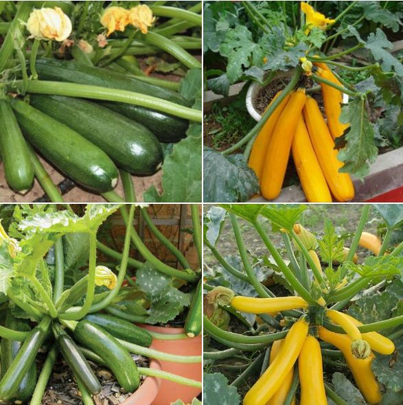 Bộ 2 gói bí ngòi  ( xanh -  vàng - 1 gói kích mầm hạt  - 1 gói kích thích hạt nảy mầm )