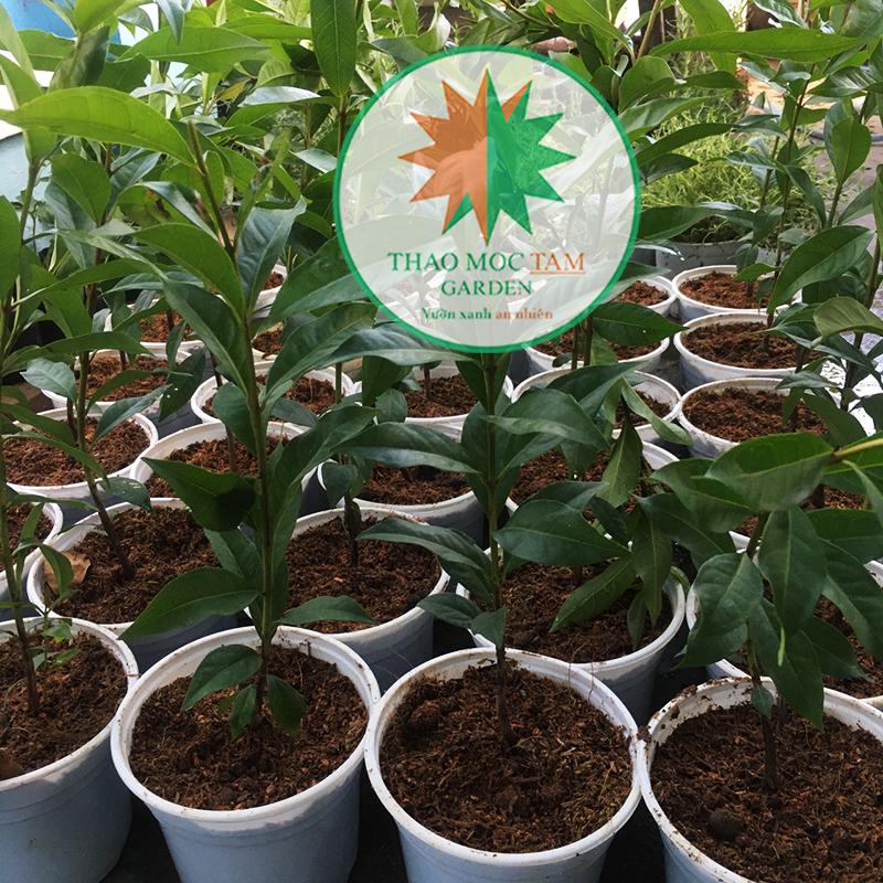 Cây vối nấu nước uống - Cây lá vối nếp nước mát - Cây cao từ 50cm