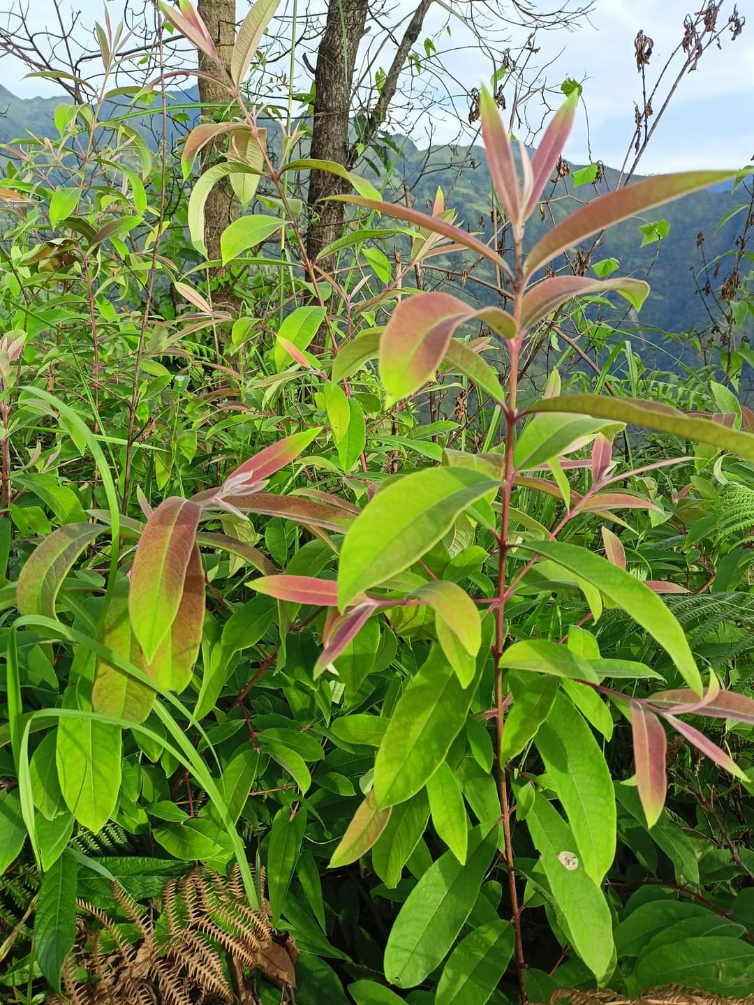 Cây Thành Ngạnh phơi khô 500g