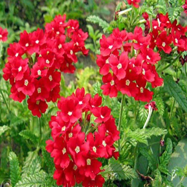 hạt giống hoa thanh trúc gói 100 hạt mua từ 50k tặng 2 sản phẩm