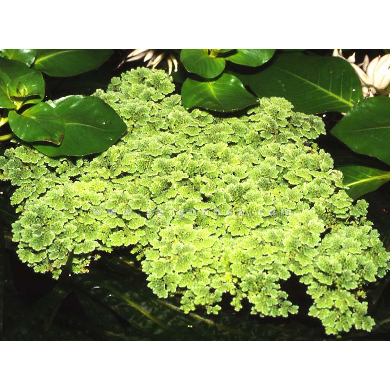 Bèo Tấm Thuỷ Sinh 50g