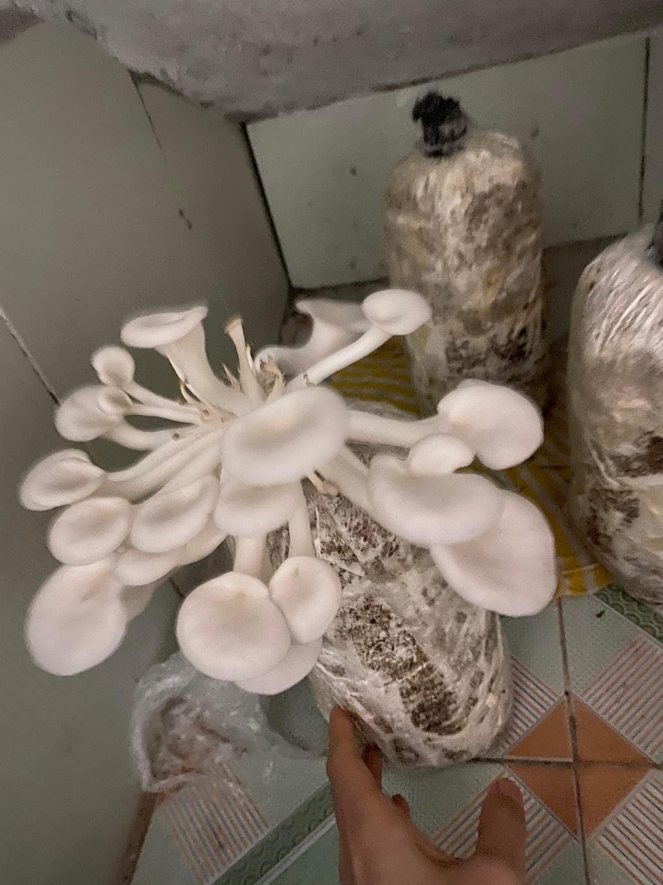 Phôi nấm sò