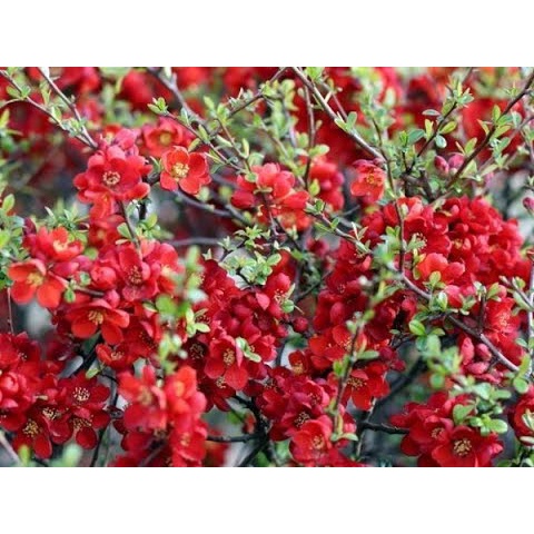 Cây mai đỏ nhật bản đang nụ trưng tết siêu đẹp