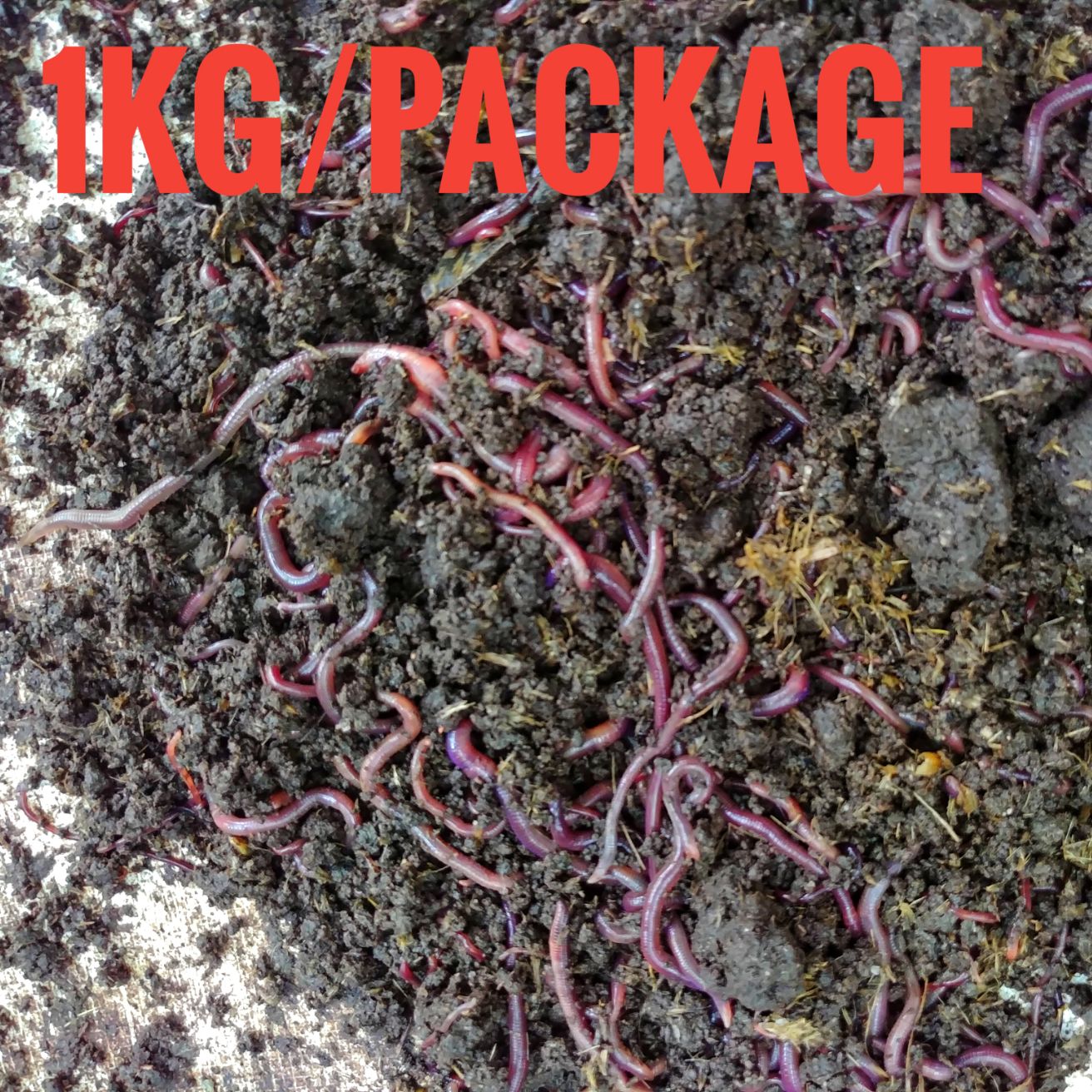 SINH KHỐI TRÙN (GIUN) CÂU CÁ (TRÙN GIỐNG, GIUN GIỐNG)