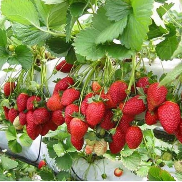 Hạt giống Dâu tây đỏ F1 Rainbow giống ngắn ngày quả to ngọt PSV57 | Phởms Market