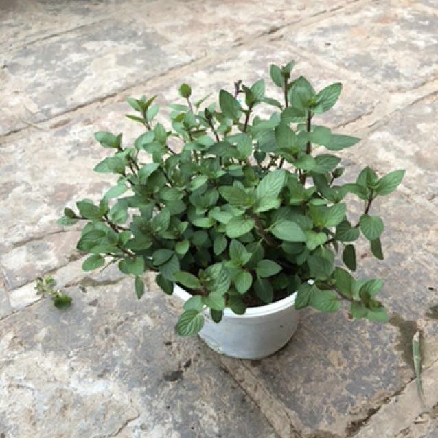 [FREESHIP - Xả Khô Máu] Cây Bạc Hà Chocolate Mint