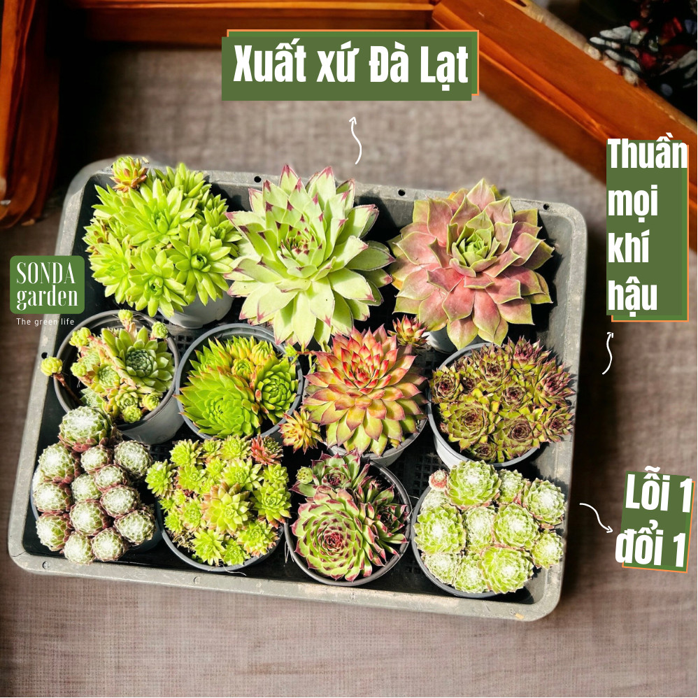 Combo sen đá phật bà 5 loại giống mới cây cảnh trang trí nhà cửa, lỗi 1 đổi 1