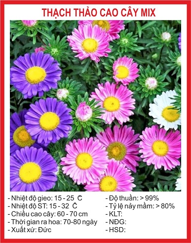Hạt giống Hoa Thạch Thảo Cao Mix 100 Hạt