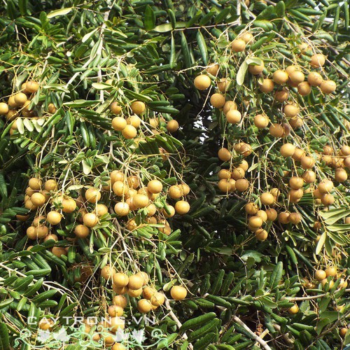 NHÃN XUỒNG CƠM VÀNG LOẠI 1