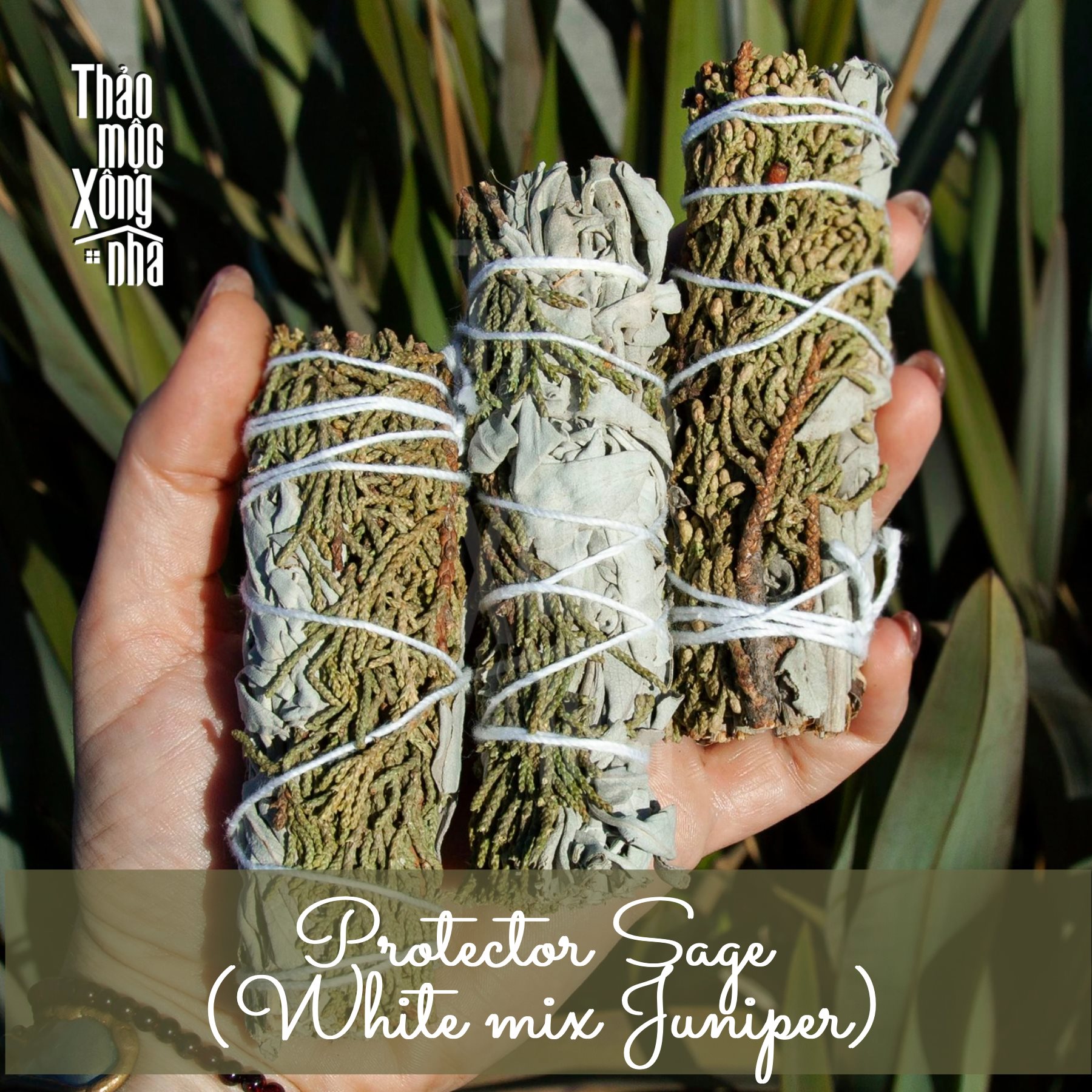 White Sage mix Juniper (Xô trắng và lá Bách Xù) - Thảo Mộc Xông Nhà
