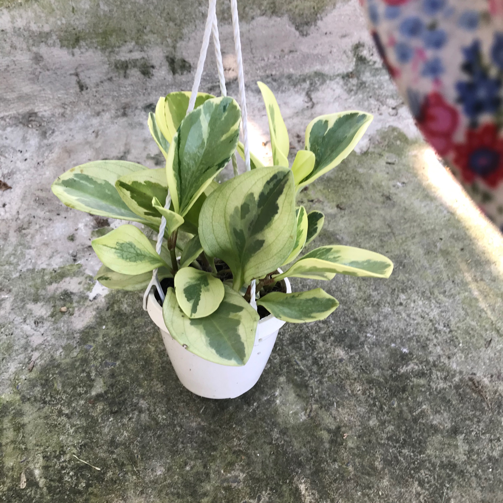 Trường sanh chậu treo mini+ tặng phân bón cho cây mau lớn