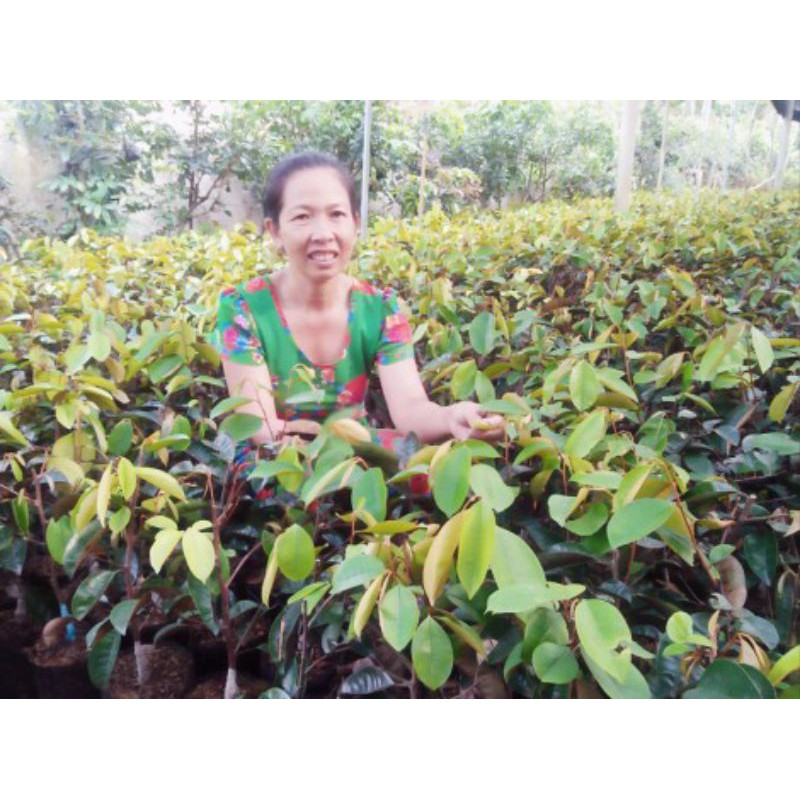 cây giống vú sữa tím mika (2 năm kết trái)