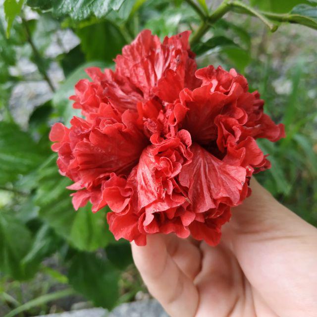 Cây Hoa Dâm Bụt cánh kép (giống mới)