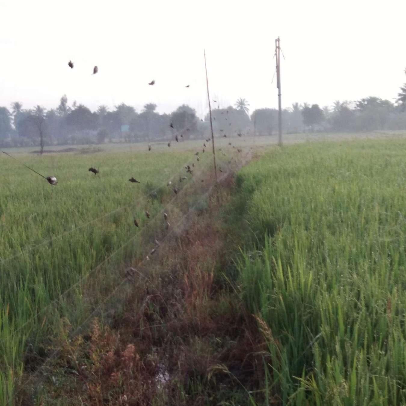 20m lưới bẫy chim sẻ,chòe,chào mào cao 6m ( 5 viền 4 túi)