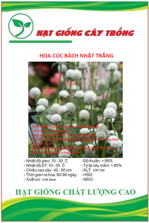 Hạt giống hoa cúc bách nhật hoa trắng - Gói 100 hạt