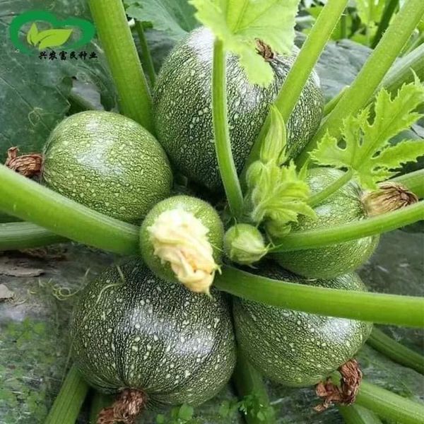 Hạt giống bí ngòi tròn gói 10 hạt